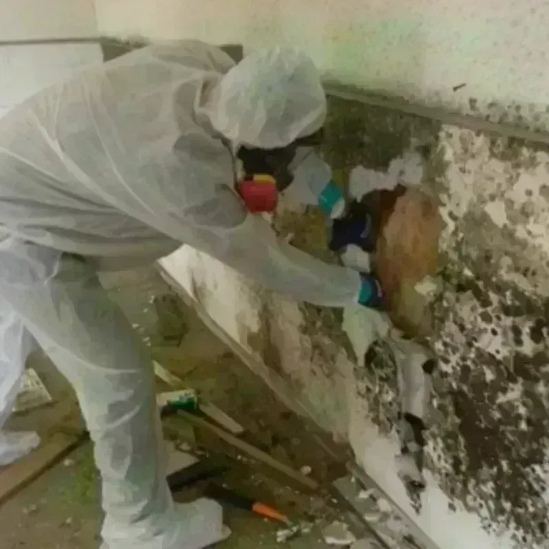 Mold Remediation and Removal in East Honolulu, HI